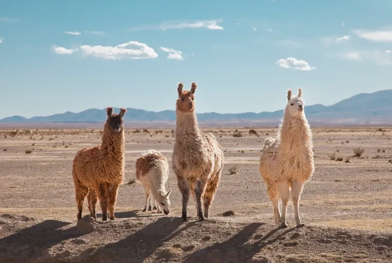 Cách giúp Llama và Alpaca phân biệt