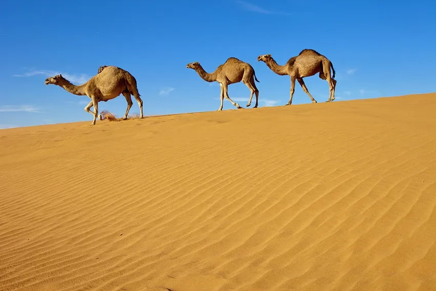 Lạc đà và sa mạc tạo nên bức tranh hoang dã