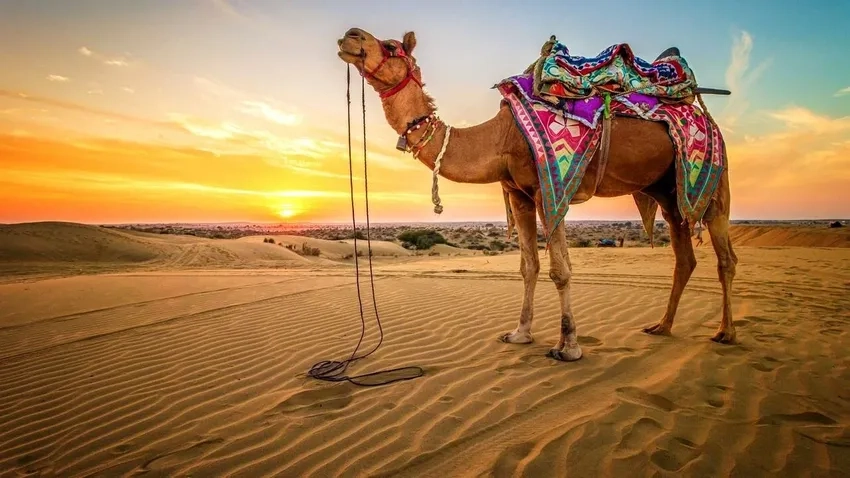 Hình ảnh lạc đà trên sa mạc nổi bật giữa cát vàng