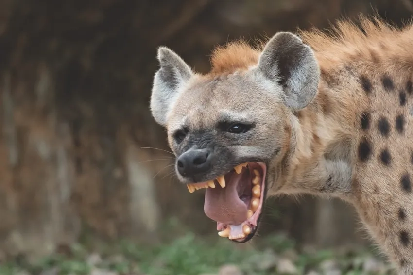 Khám phá cuộc sống của linh cẩu hoang dã trong tự nhiên