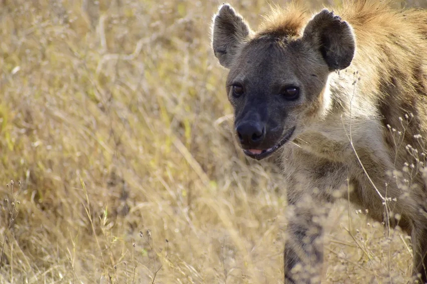 Linh cẩu hoang dã trong cuộc sống tự nhiên