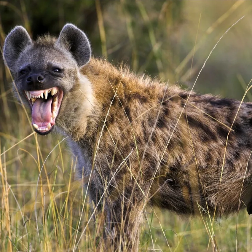 Linh cẩu đốm mạnh mẽ và tinh ranh khi săn mồi