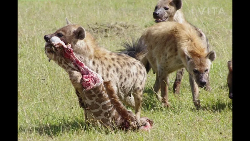 Linh cẩu vằn di chuyển khéo léo trong rừng rậm