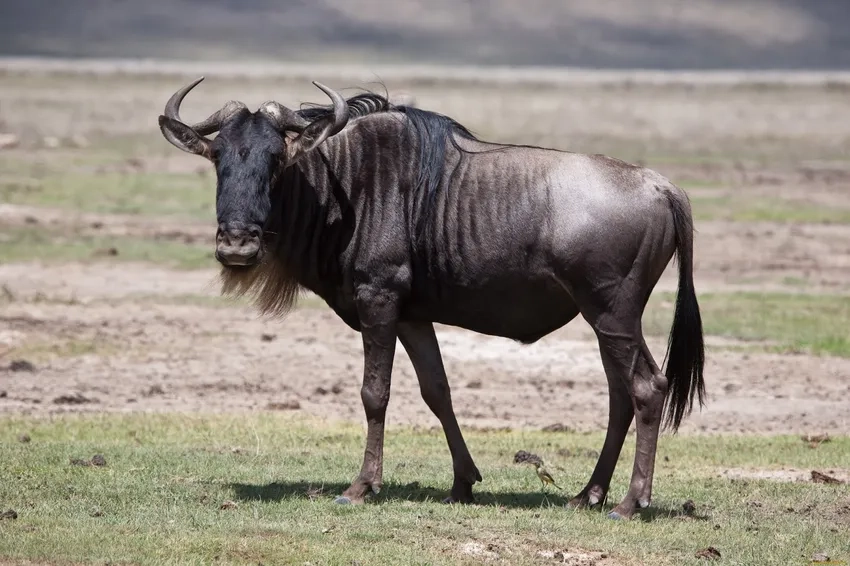 Khám phá chi linh dương đầu bò trong tự nhiên châu Phi