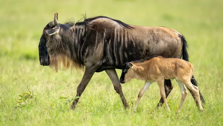 Tuyển chọn hình ảnh linh dương đầu bò sống động