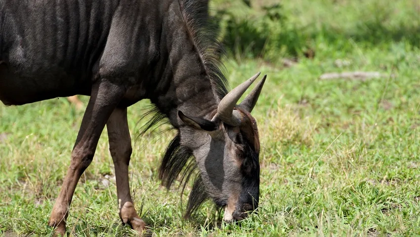 Vẻ đẹp linh dương đầu bò xanh giữa đồng cỏ rộng