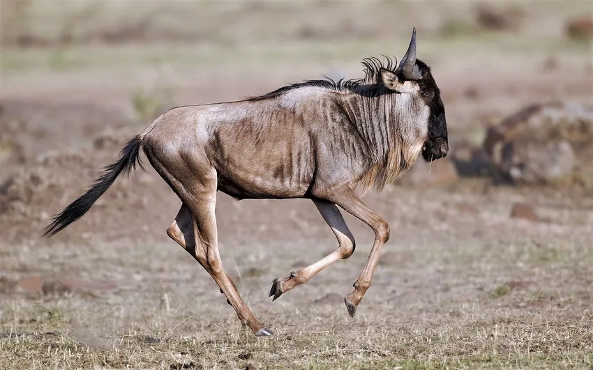 Tên gọi linh dương đầu bò tiếng Anh là wildebeest
