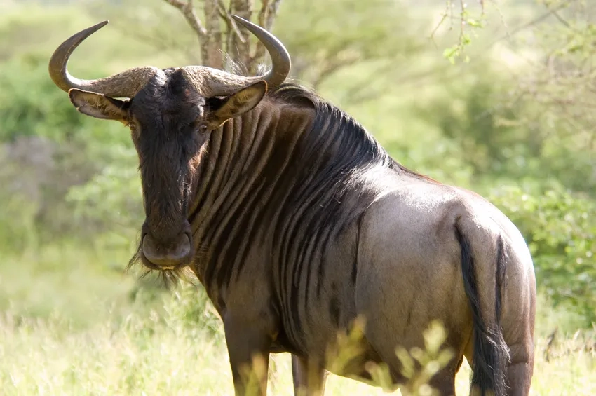Hình ảnh wildebeest di chuyển theo đàn lớn