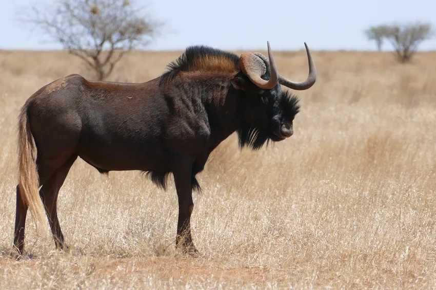 Cuộc sống linh dương đầu bò trong tự nhiên hoang dã
