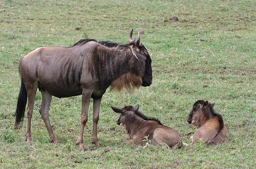 Môi trường linh dương đầu bò habitat đặc trưng