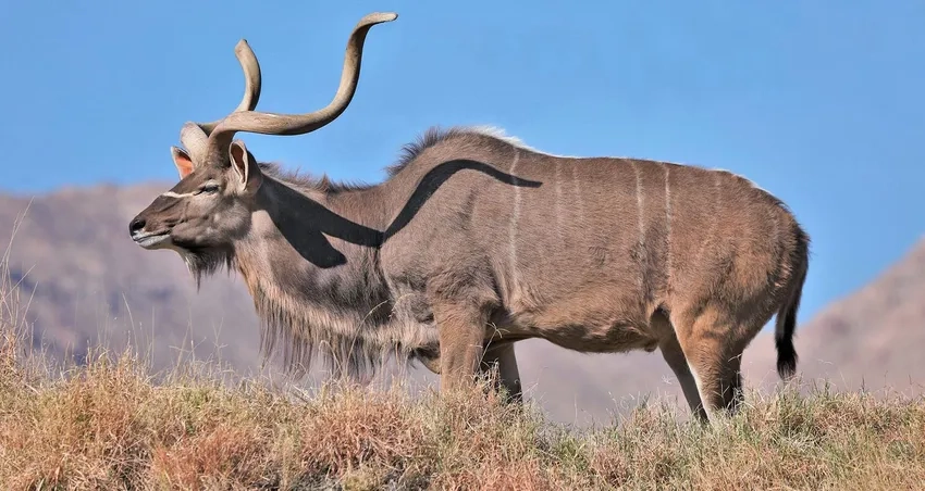 Bò sừng xoắn Việt Nam Campuchia gắn Linh dương sừng xoắn