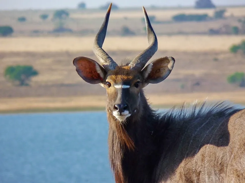 Đặc điểm linh dương sừng xoắn thể hiện sự tiến hóa