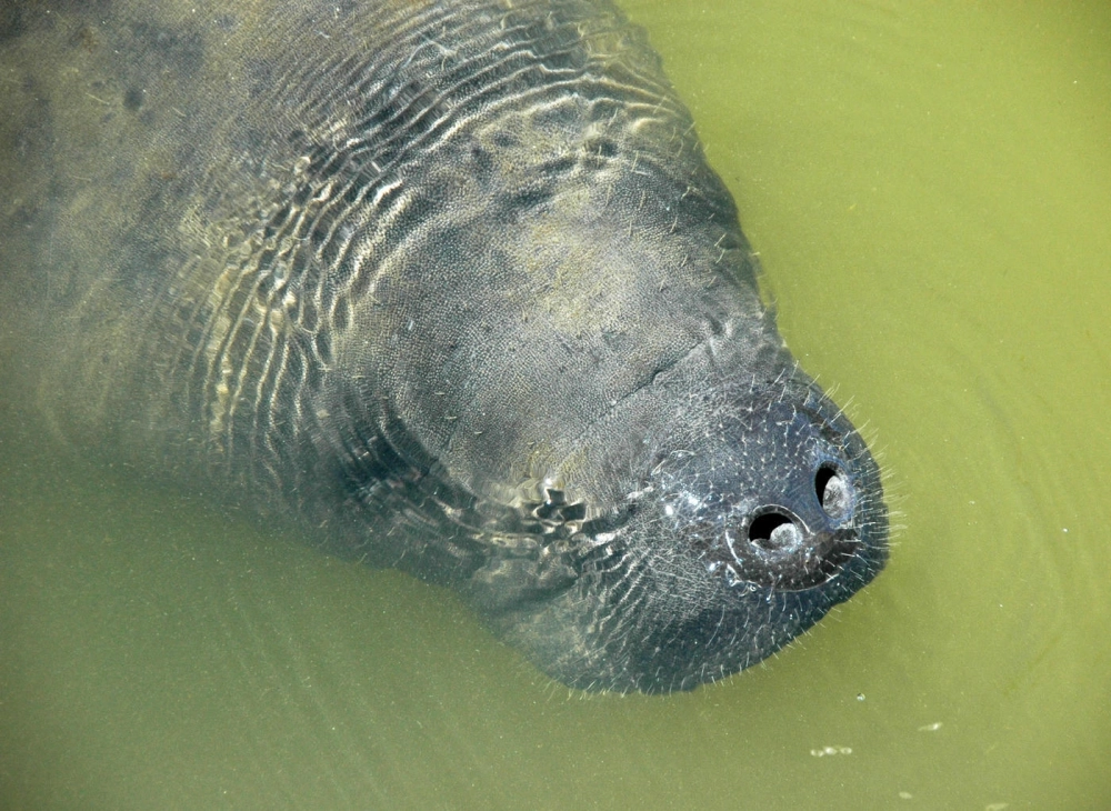 Lợn biển nước ngọt đang gặm nhấm bèo lục bình trên sông