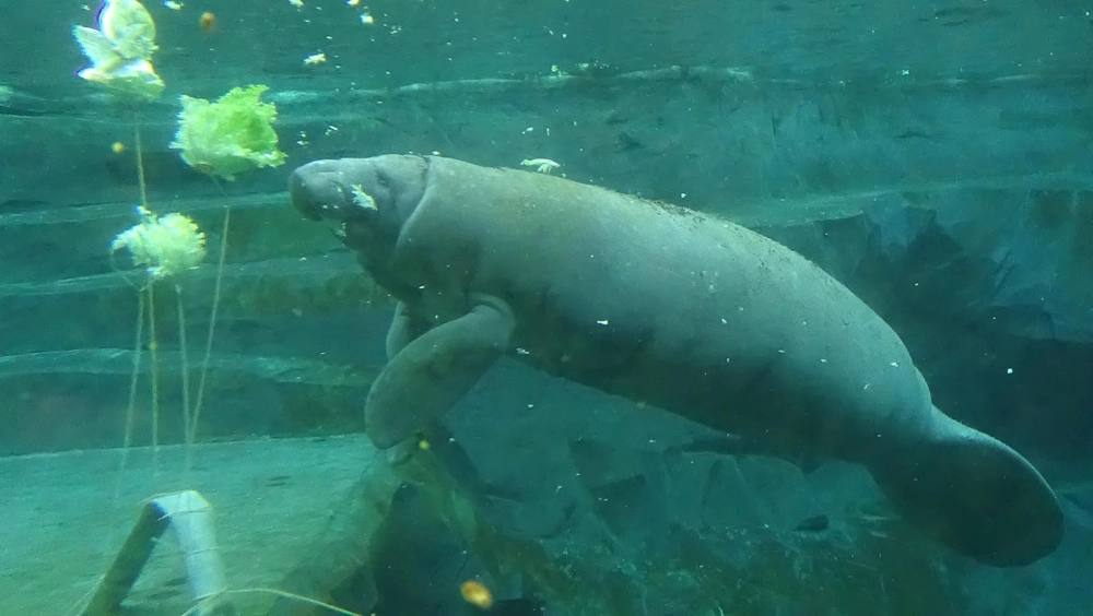 Tranh tô màu lợn biển dành cho trẻ em khám phá đại dương