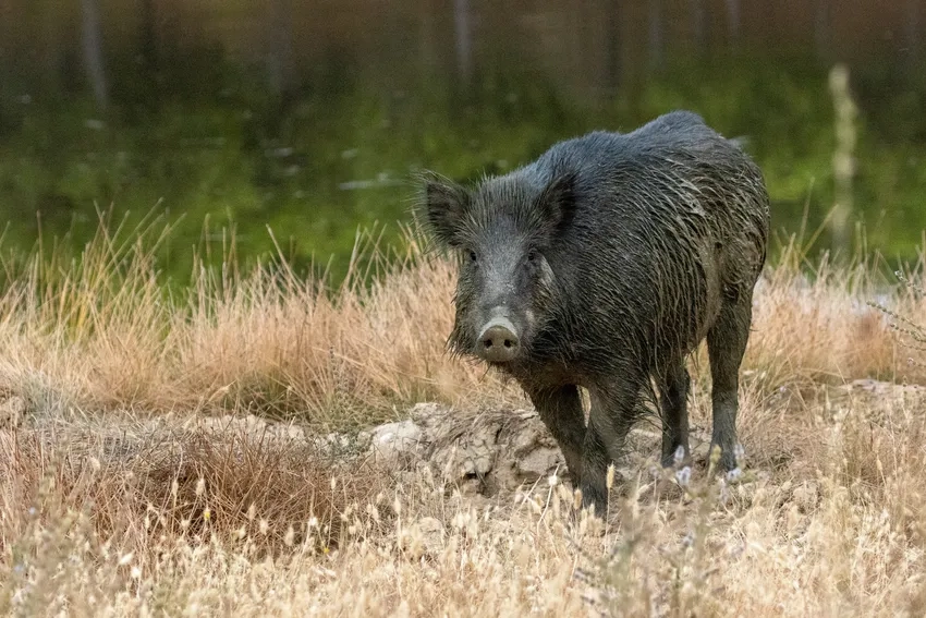 Giống lợn rừng chuẩn giúp đàn Lợn rừng ổn định