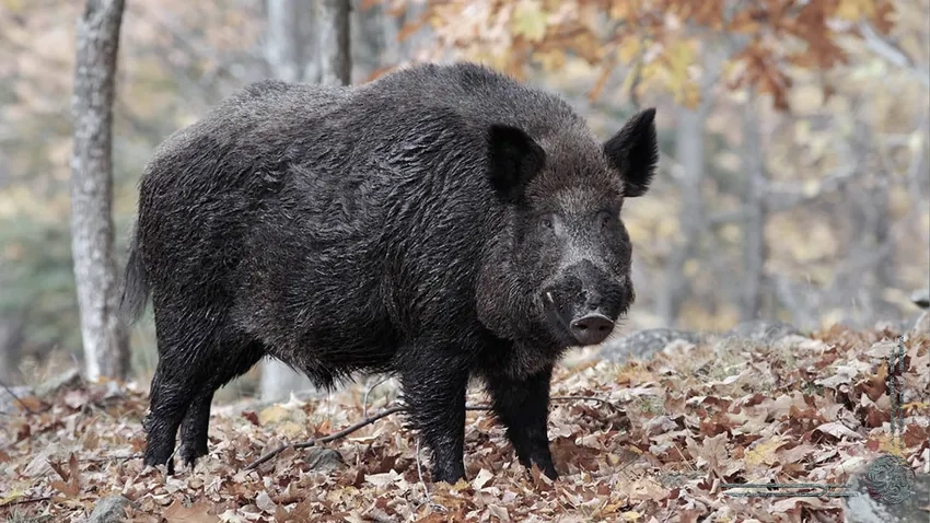 Lợn rừng sinh sản tốt giúp tăng đàn nhanh