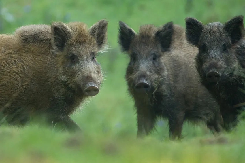 Lợn rừng giá bao nhiêu luôn được tìm kiếm