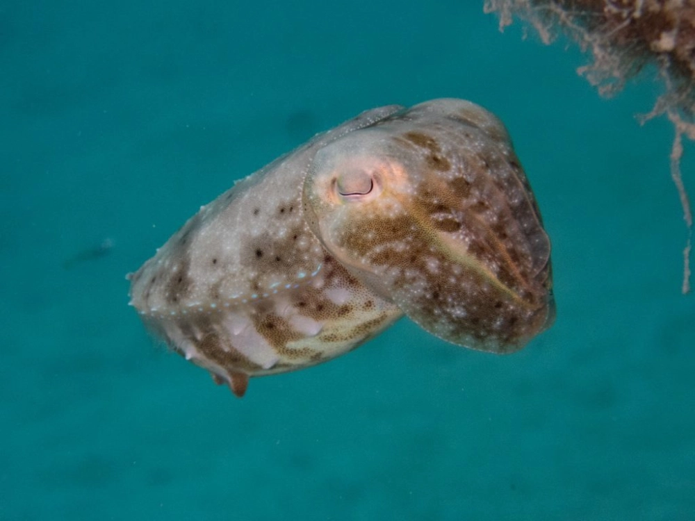 Đàn mực nang bơi lội nhịp nhàng trong mùa sinh sản