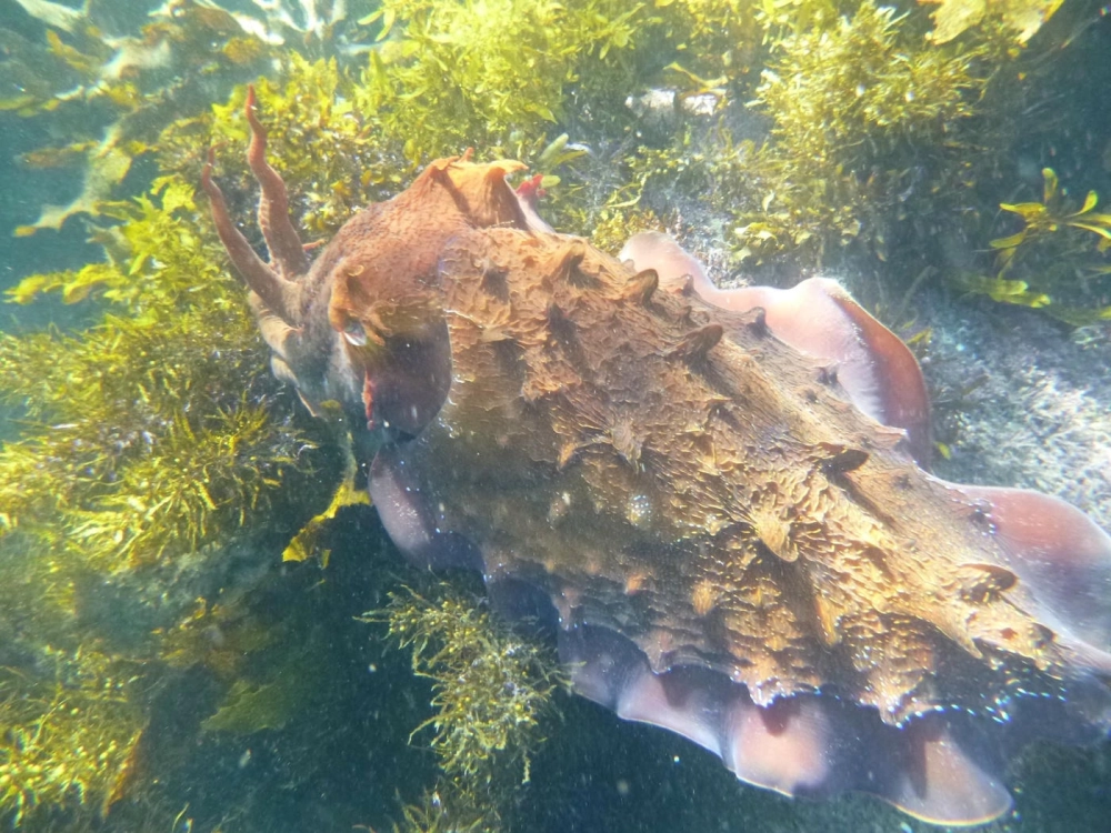 Mực nang bơi lùi nhanh nhẹn khi phát hiện nguy hiểm