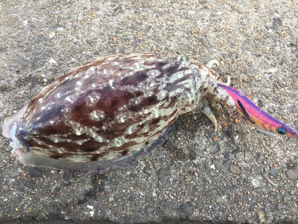 Khoảnh khắc mực nang săn mồi bằng xúc tu chớp nhoáng