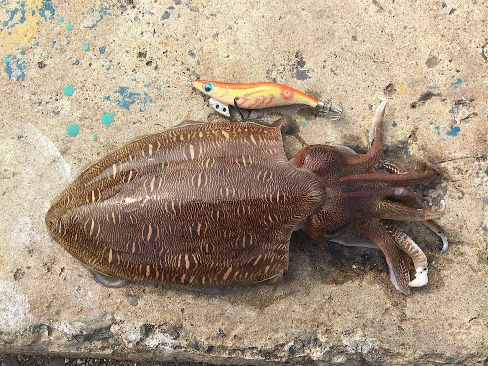 Mực nang ẩn mình hoàn hảo trong rạn san hô đa sắc