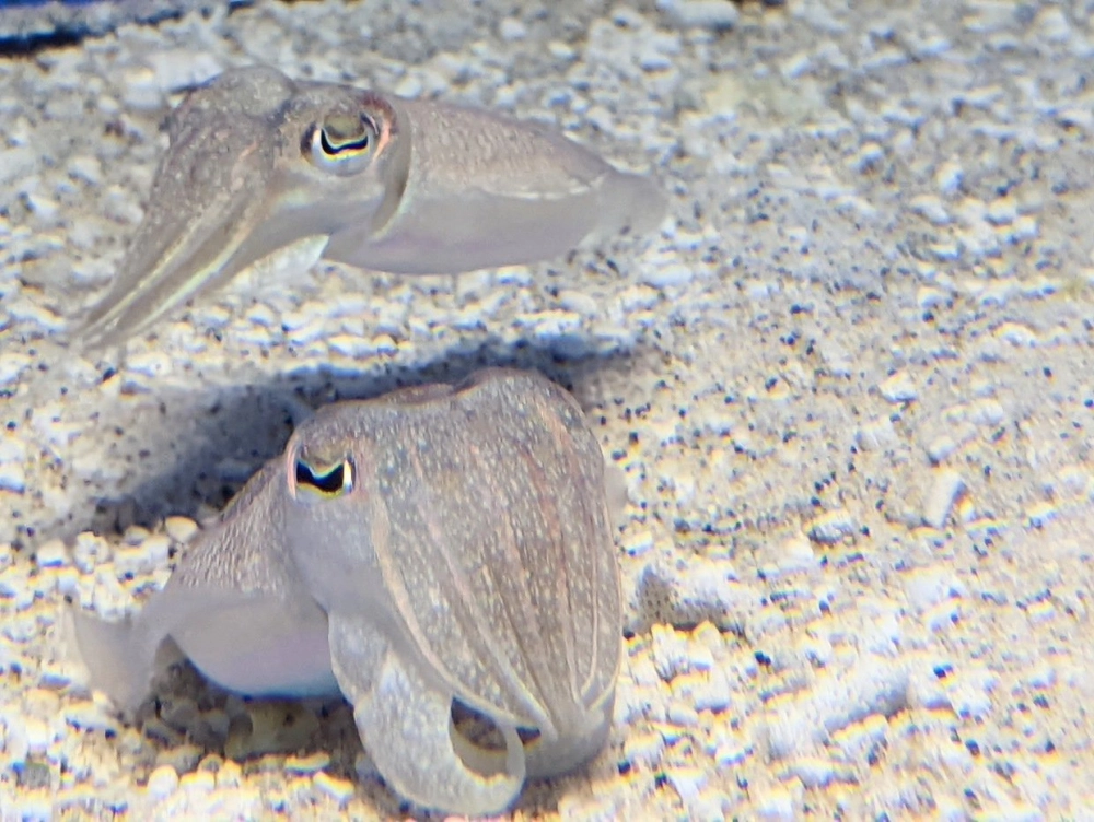 Cận cảnh đôi mắt tinh anh của mực nang dưới đáy biển