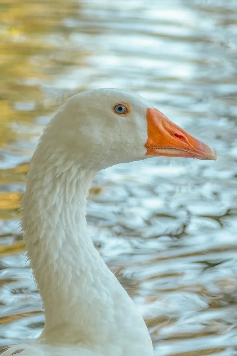 Quy trình chăm sóc ngỗng trắng chuẩn