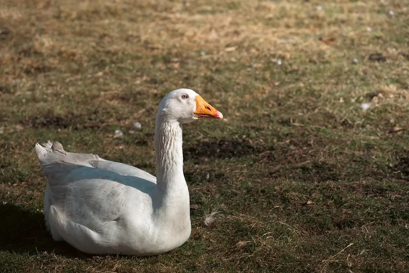 So sánh ngỗng trắng và thiên nga