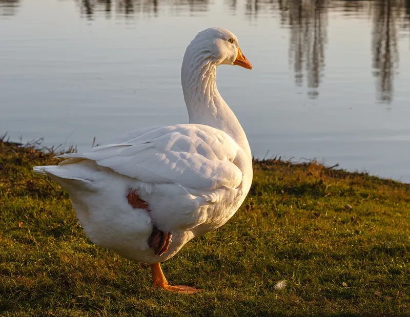 Mẫu chuồng nuôi ngỗng trắng
