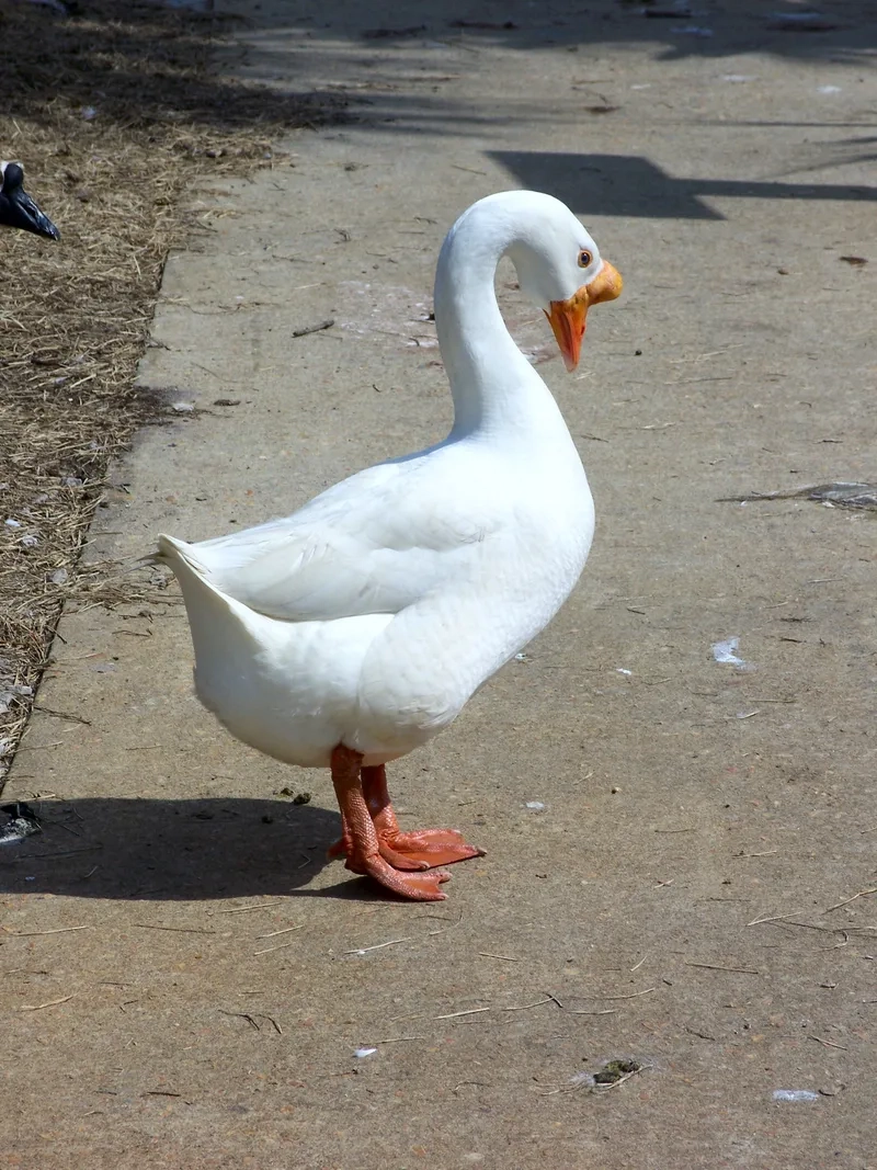 Những chú ngỗng trắng con dễ thương