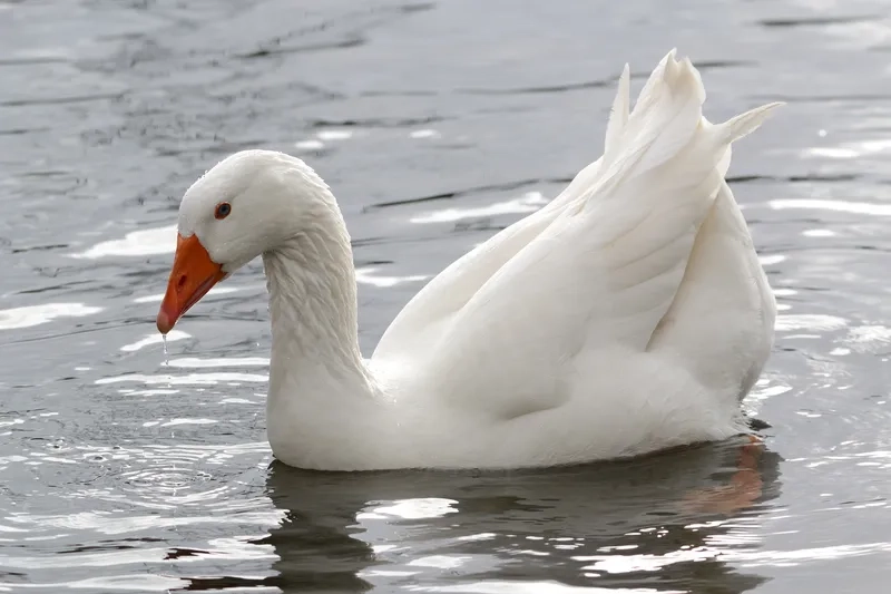 Mẹo nuôi ngỗng trắng trông nhà hay