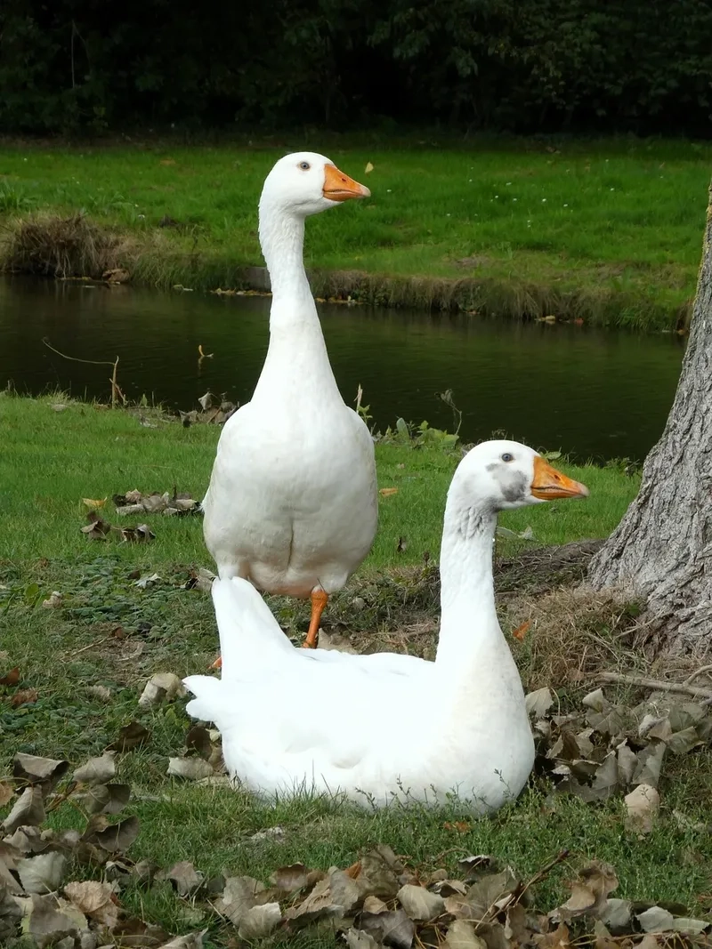 Vẻ uy nghi loài ngỗng trắng sư tử