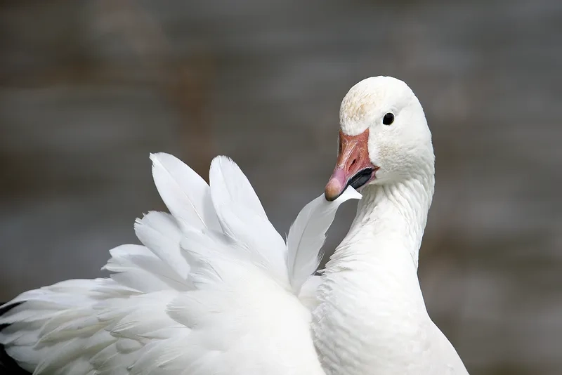 Gợi ý thịt ngỗng trắng làm món gì ngon