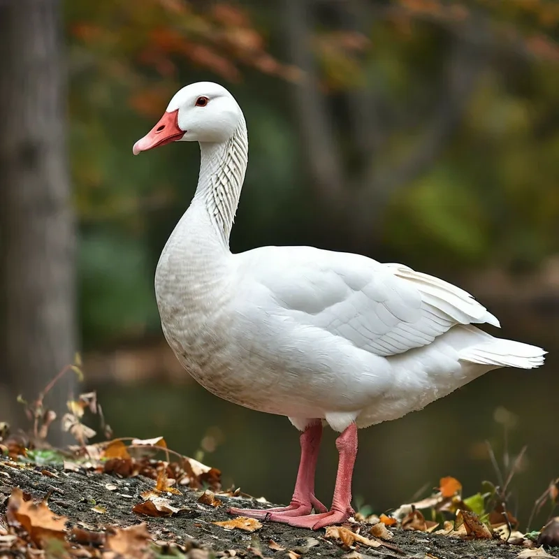 Tìm hiểu ngỗng trắng kêu tiếng gì