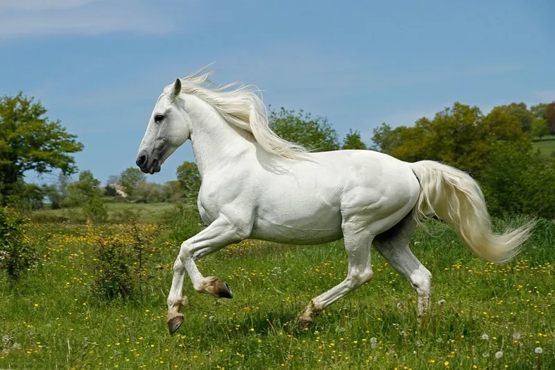 Hình ảnh về dòng ngựa bạch tạng hiếm