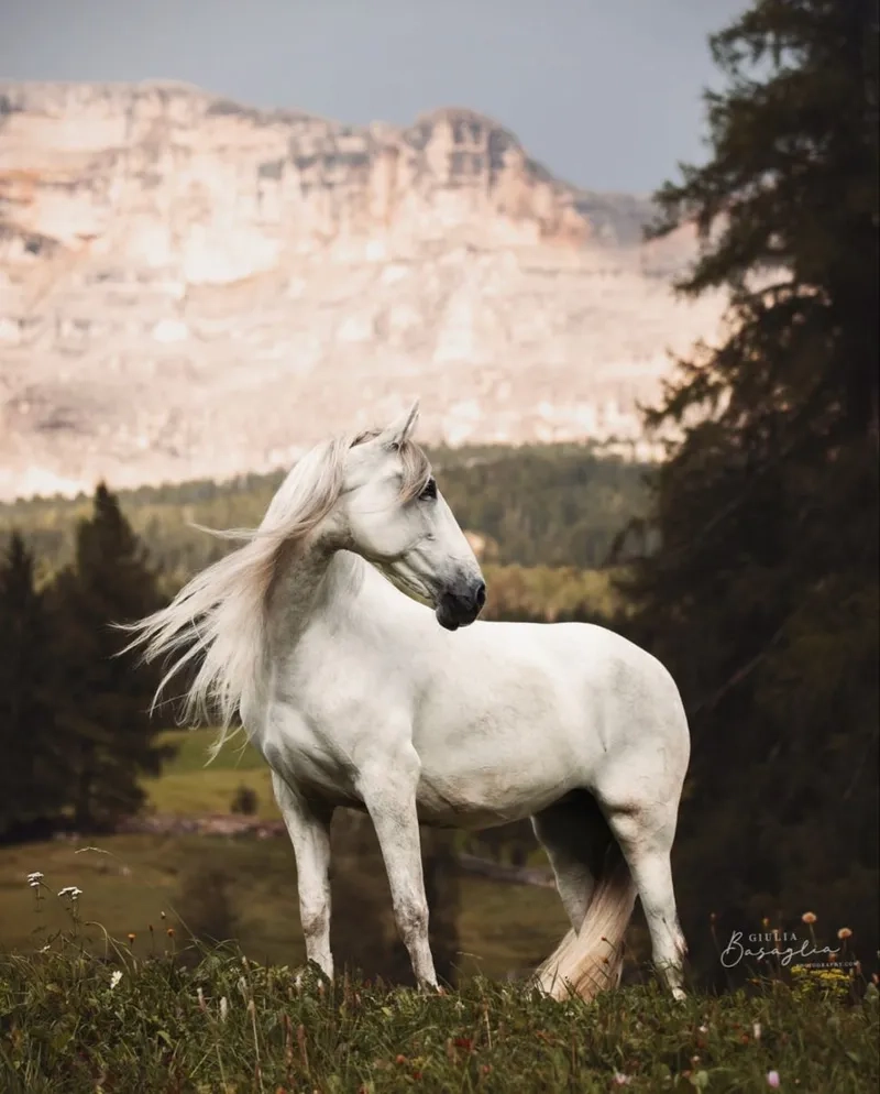 Tìm hiểu xem ngựa bạch có hiếm không