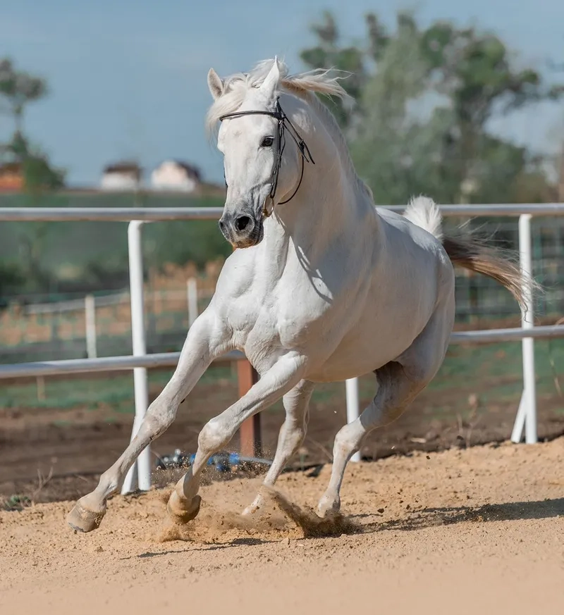 Cách phân biệt ngựa bạch mắt đỏ