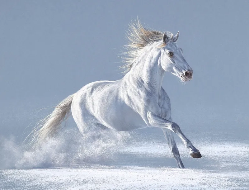 Tìm hiểu loài ngựa bạch Việt Nam