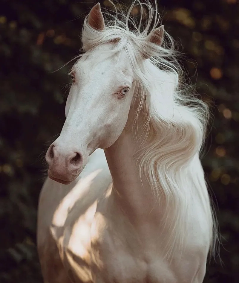 Quá trình sinh sản ở ngựa bạch cái