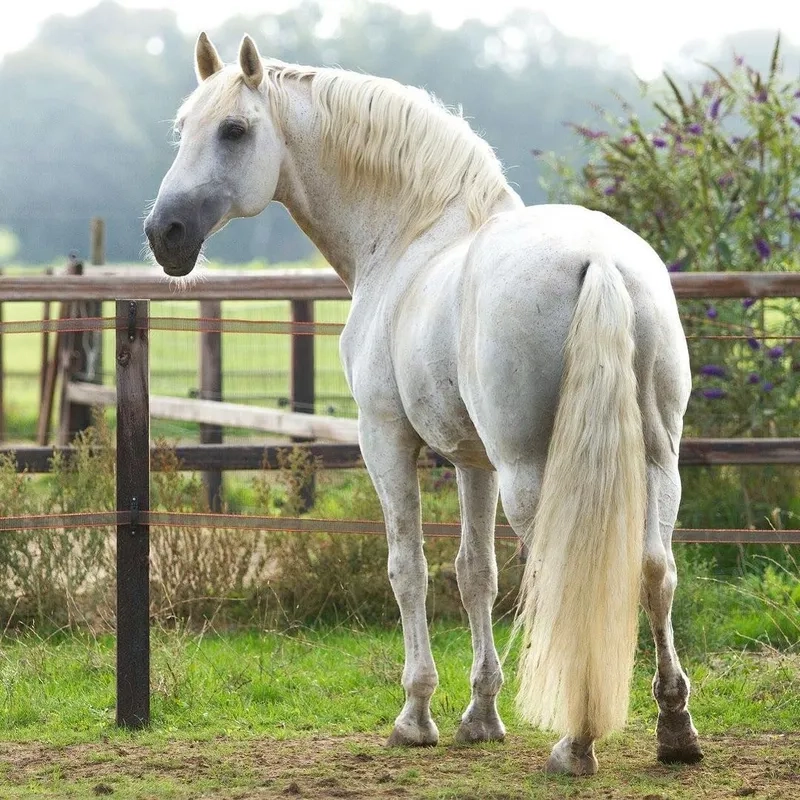 Ngắm nhìn những chú ngựa bạch đẹp