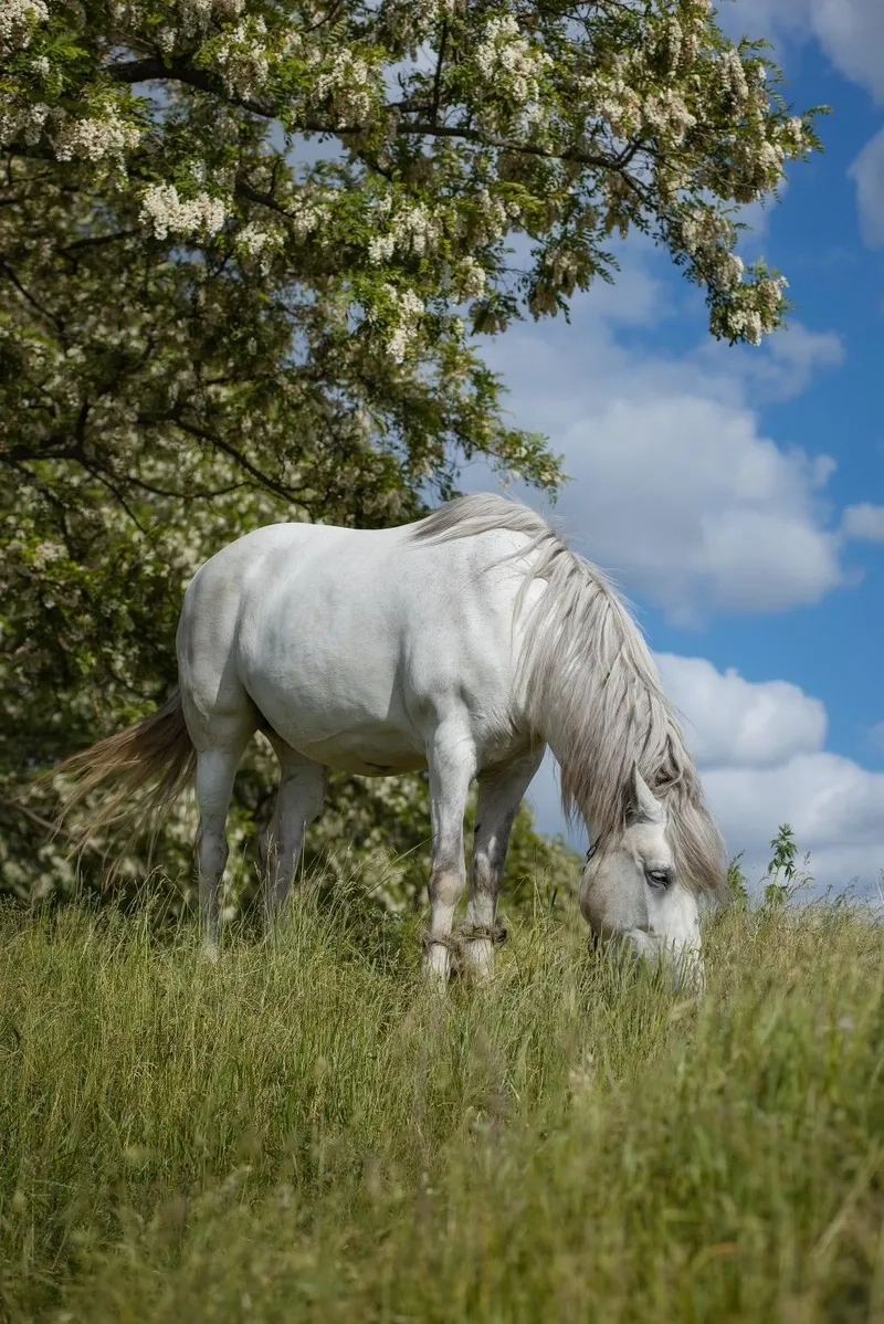 Cập nhật giá ngựa bạch giống hiện nay