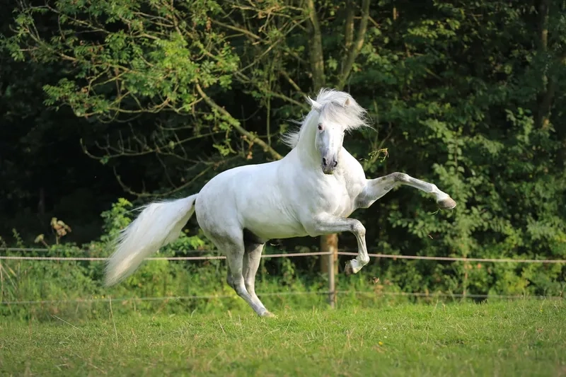 Mô hình nuôi ngựa bạch lấy thịt sạch