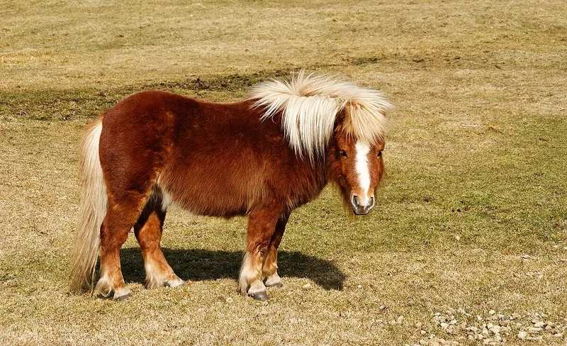 Ngắm nhìn giống ngựa Pony mini
