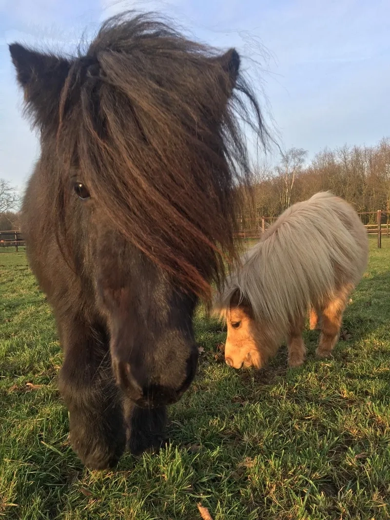 Giải đáp ngựa Pony có lớn không thật sự