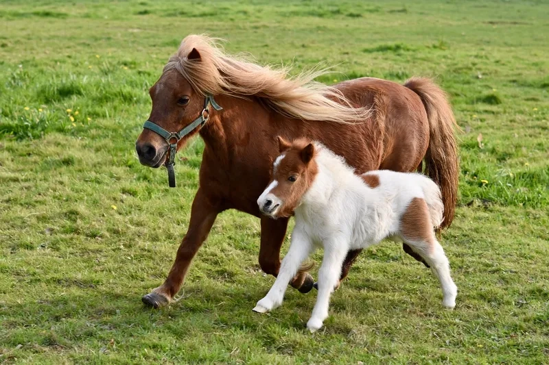 Vẻ lạ của ngựa Pony nhiều màu sắc