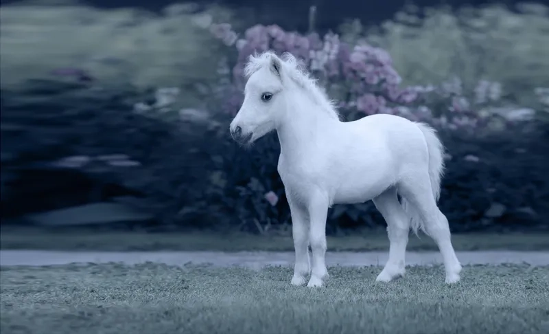 Tìm hiểu về tuổi thọ ngựa Pony trung bình