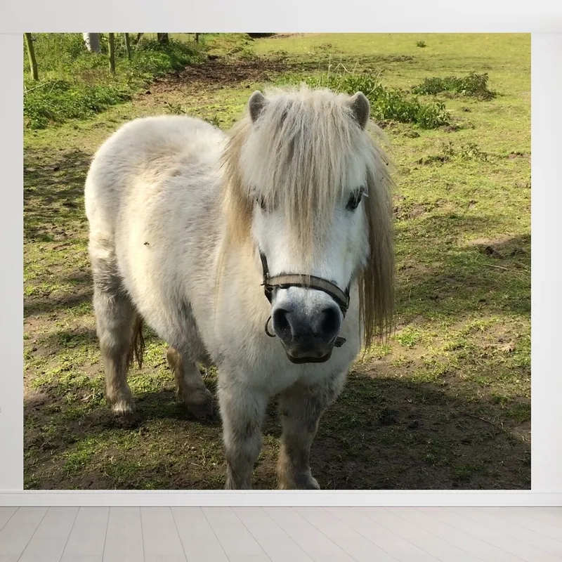 Mẫu ngựa Pony thuần chủng từ Anh Quốc