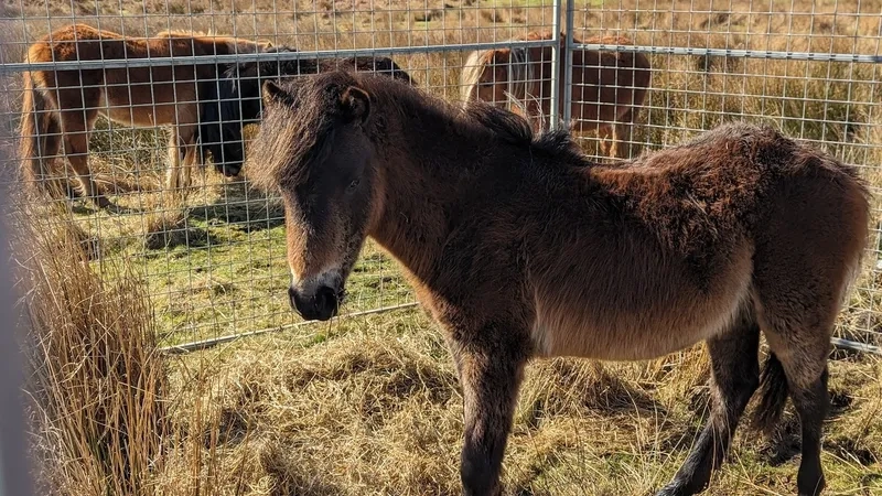 Thiết kế mẫu chuồng nuôi ngựa Pony sạch
