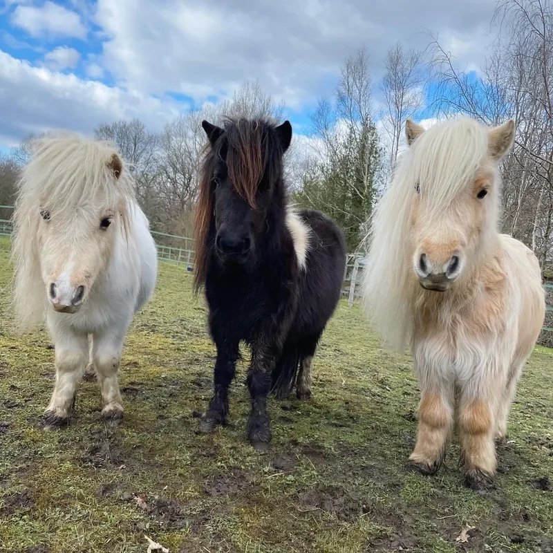 Tìm hiểu xem ngựa Pony ăn gì 