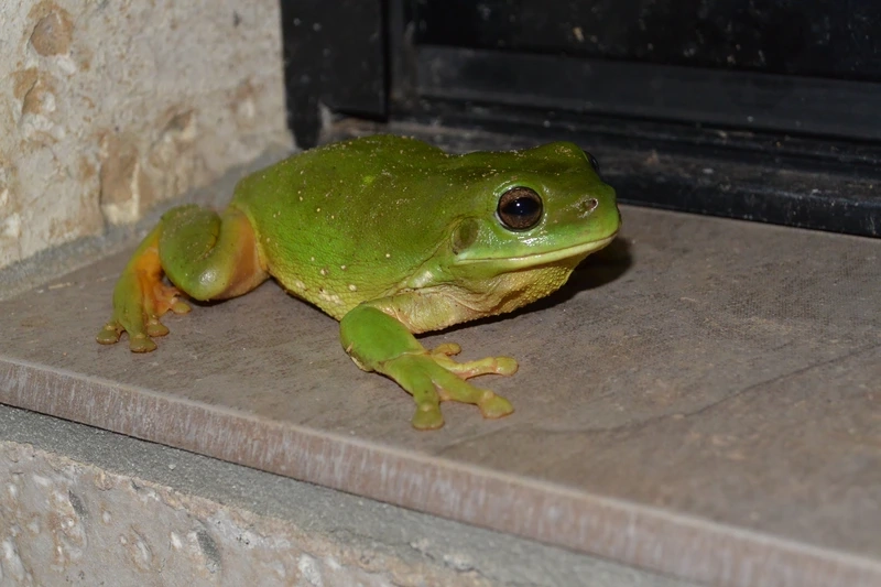 Khám phá nhái bén ăn gì dễ nuôi và sinh động